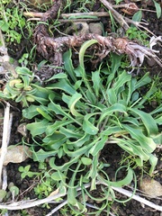 Erysimum concinnum