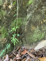 Lygodium