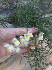 Antirrhinum siculum