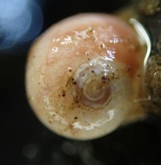 Cryptonatica aleutica