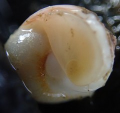 Cryptonatica aleutica