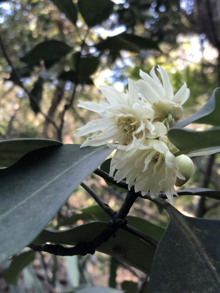 Lantau Star-anise