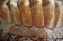 Lepidozona interstincta