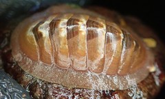 Lepidozona interstincta