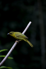 Orthogonys chloricterus