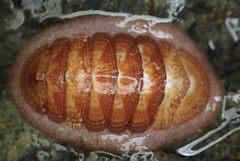 Lepidozona interstincta image