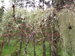 Ramalina thrausta