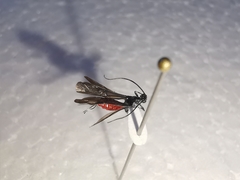 Atanycolus cappaerti