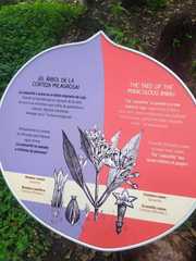 Cinchona officinalis