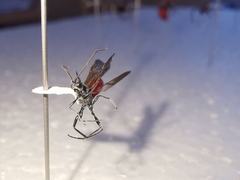 Atanycolus cappaerti