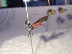 Atanycolus cappaerti