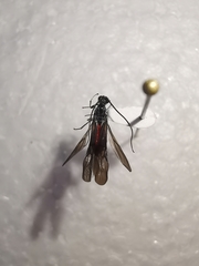 Atanycolus cappaerti