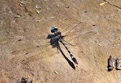 Macrothemis imitans