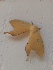 Cercophana venusta