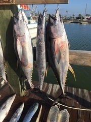 Acanthocybium solandri