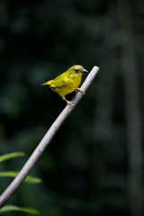 Orthogonys chloricterus