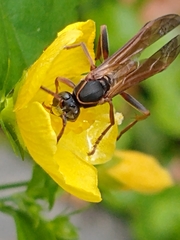 Mischocyttarus drewseni