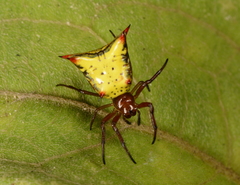 Micrathena crassa