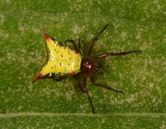 Micrathena crassa