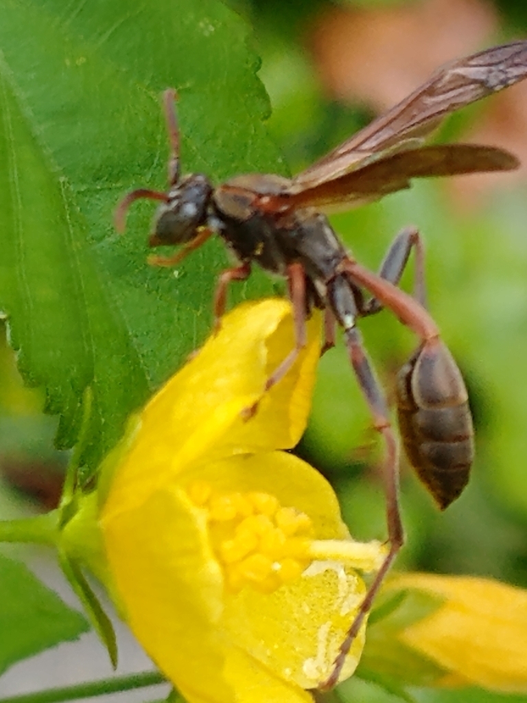 Mischocyttarus