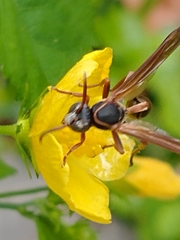 Mischocyttarus drewseni