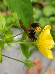 Mischocyttarus drewseni