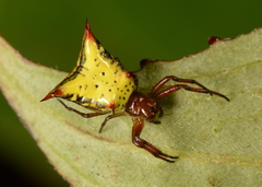 Micrathena crassa