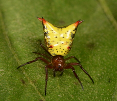 Micrathena crassa