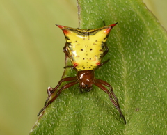 Micrathena crassa