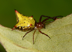 Micrathena crassa