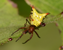 Micrathena crassa