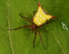 Micrathena crassa