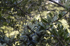 Image of Macleania salapa