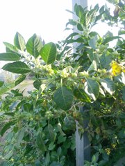 Withania somnifera