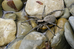 Geolycosa charitonovi