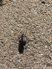 Eleodes suturalis