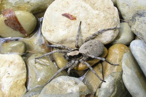 Geolycosa charitonovi