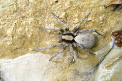 Geolycosa charitonovi