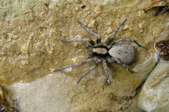 Geolycosa charitonovi