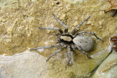 Geolycosa charitonovi