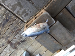 Thunnus atlanticus