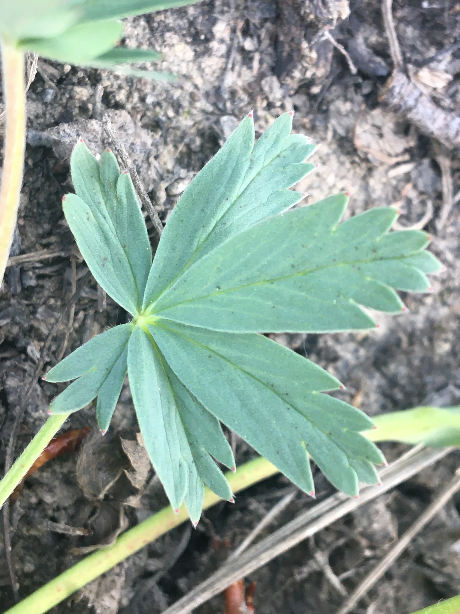 Potentilla glaucophylla var. glaucophylla