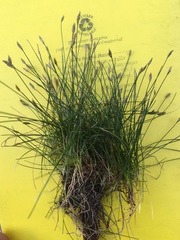 Eleocharis parvula