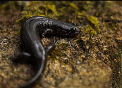 Desmognathus conanti
