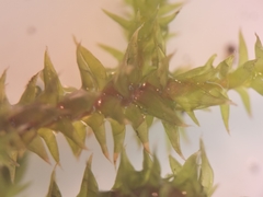 Hedwigia stellata