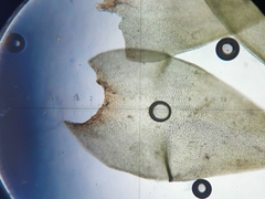Hedwigia stellata
