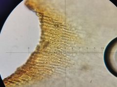Hedwigia stellata