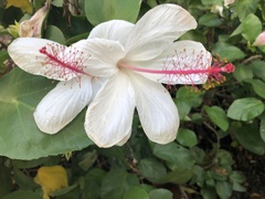 Hibiscus arnottianus
