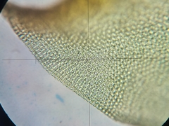 Hedwigia stellata