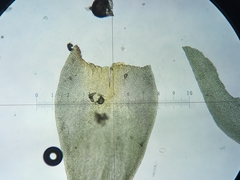 Hedwigia stellata